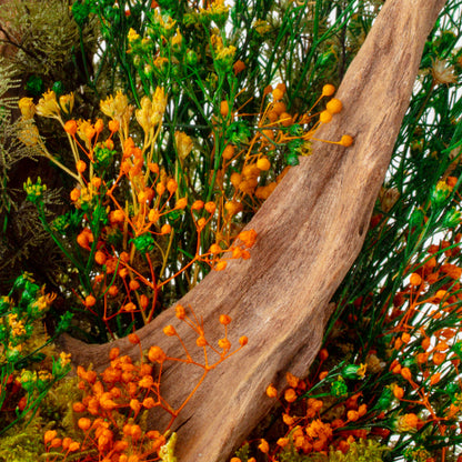 Sparoza