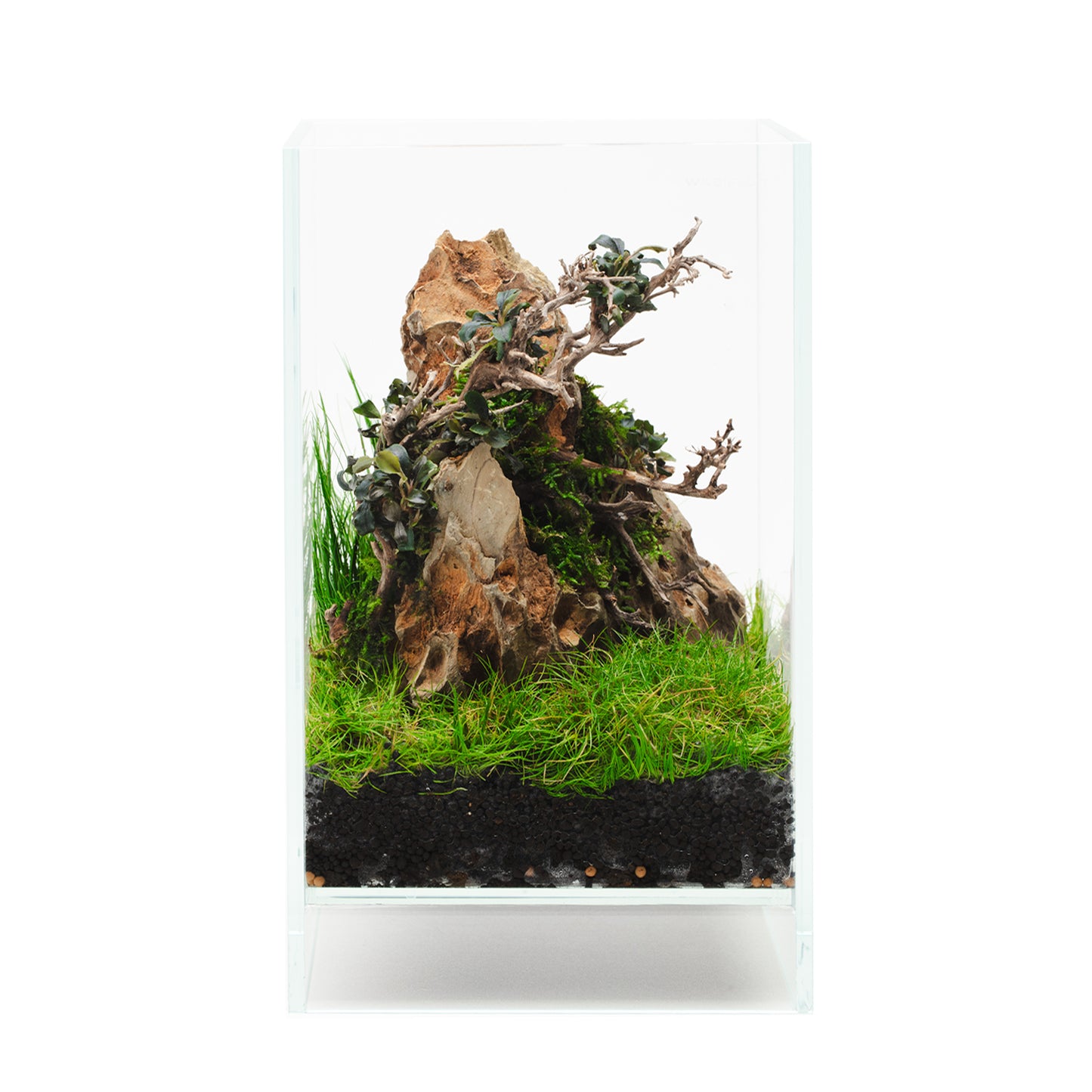 Aokigahara